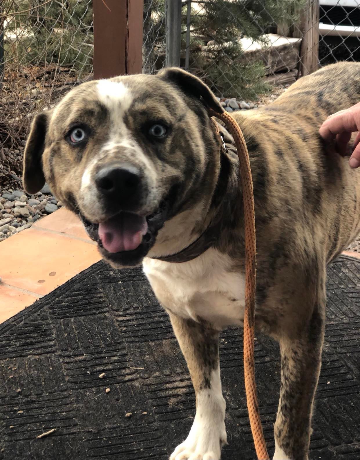 Sam, an adoptable Saint Bernard in Albuquerque, NM, 87199 | Photo Image 3
