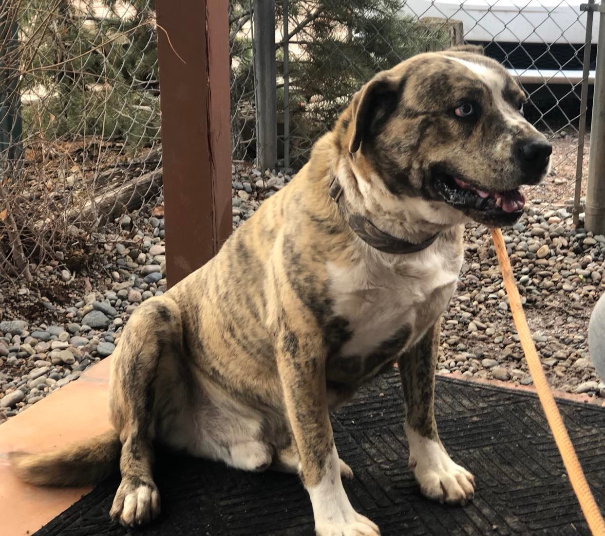 Sam, an adoptable Saint Bernard in Albuquerque, NM, 87199 | Photo Image 5