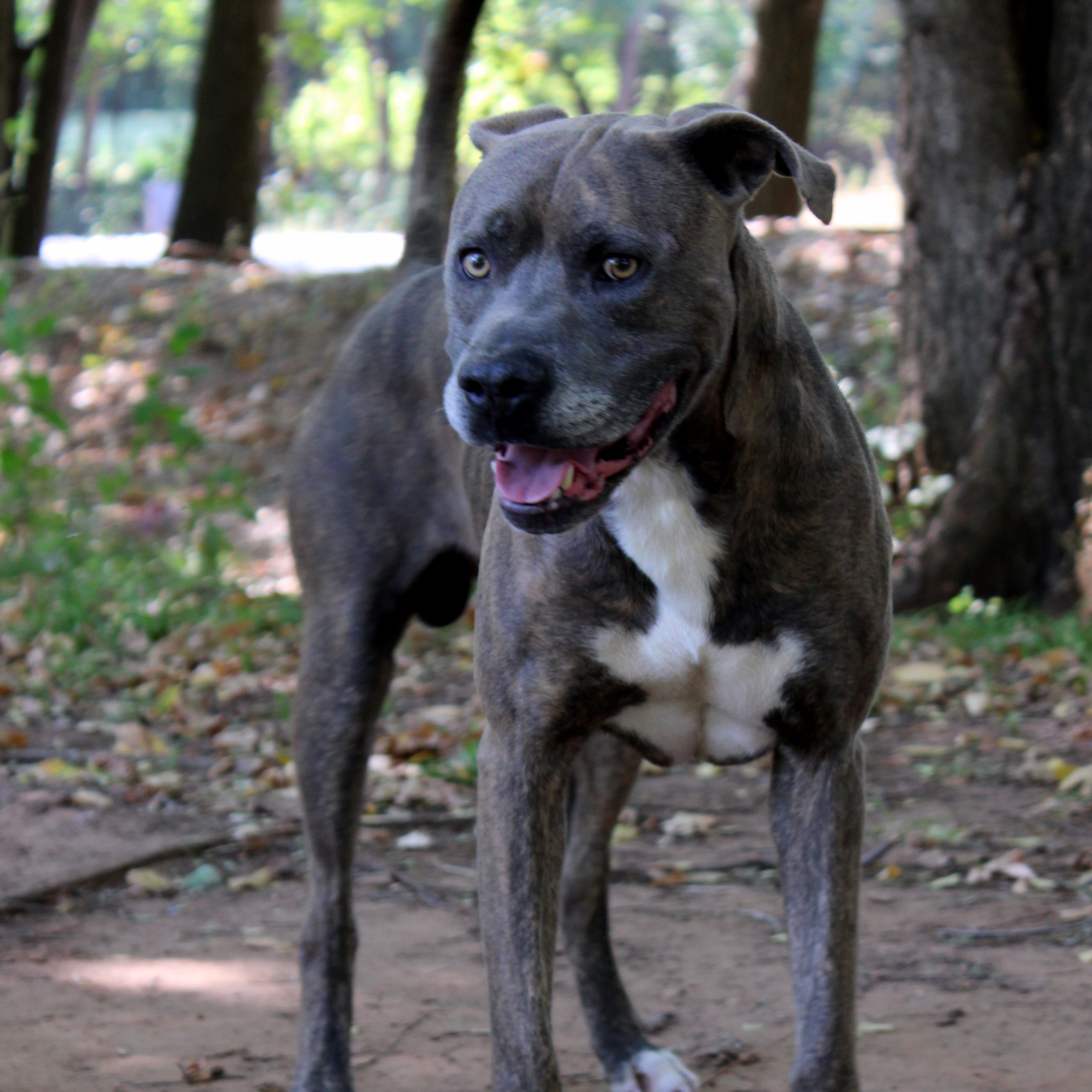 Odin, an adoptable Mastiff, Mixed Breed in Oklahoma City, OK, 73127 | Photo Image 6