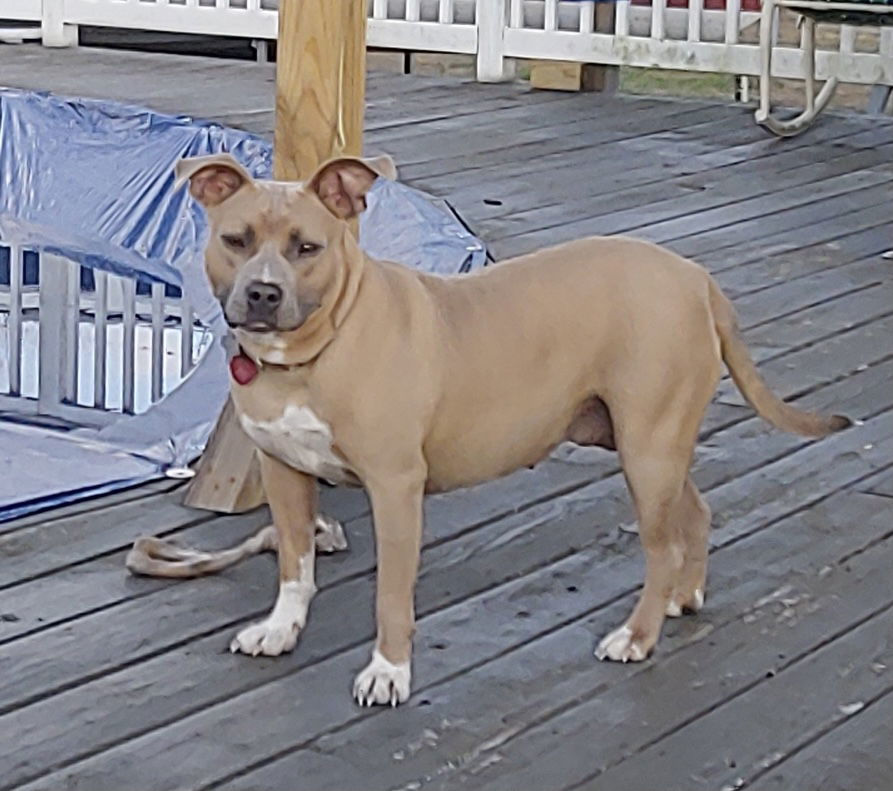 Bonnie, an adoptable Boxer, Terrier in Holly Springs, NC, 27540 | Photo Image 2