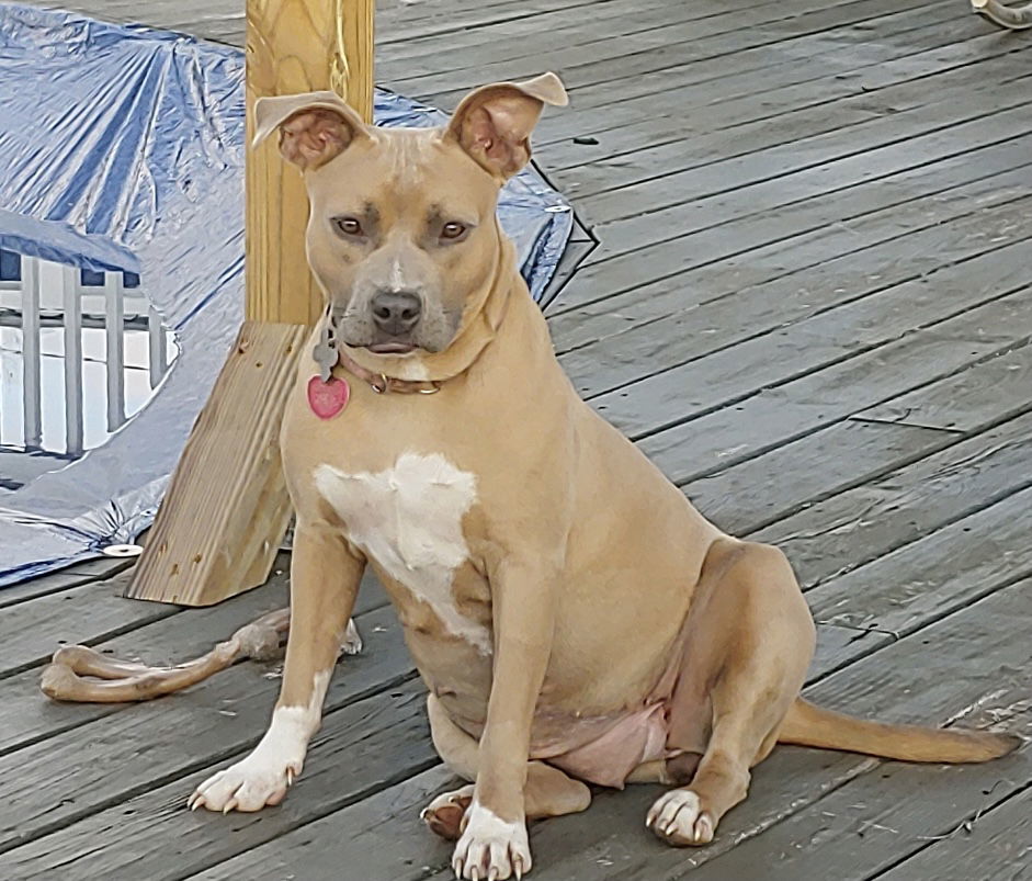 Bonnie, an adoptable Boxer, Terrier in Holly Springs, NC, 27540 | Photo Image 2
