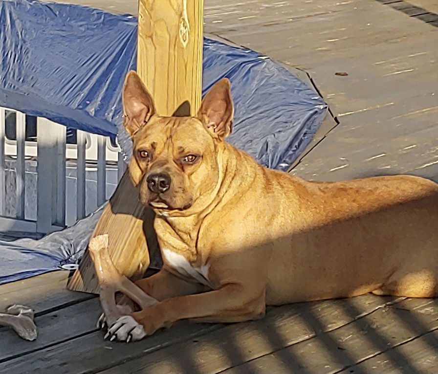 Clyde, an adoptable Boxer, Terrier in Holly Springs, NC, 27540 | Photo Image 2