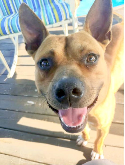 Clyde, an adoptable Boxer, Terrier in Holly Springs, NC, 27540 | Photo Image 2