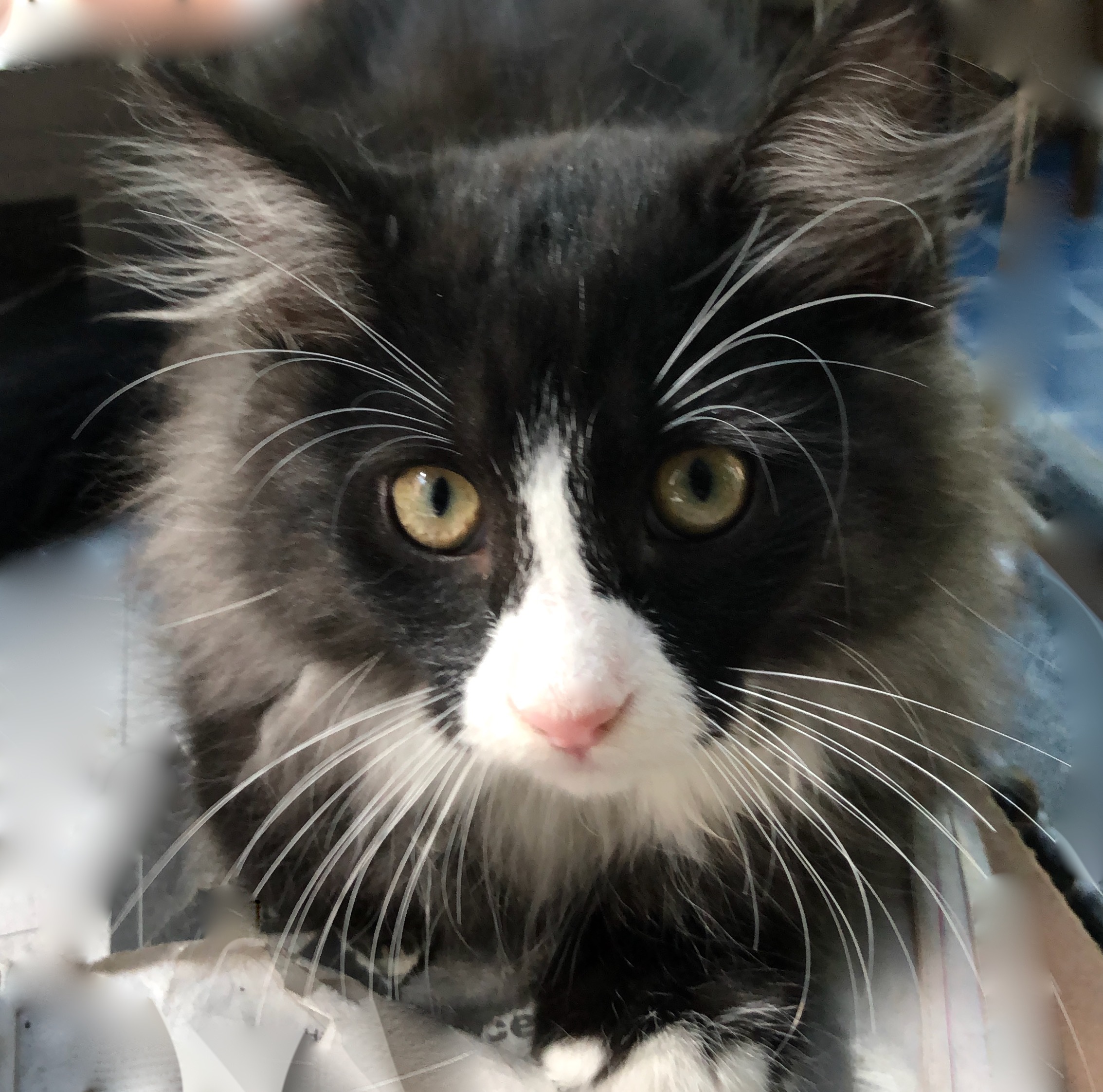 Black & white 12 week old kitten (Pls call to qualify), an adoptable Domestic Short Hair in Durham, CT, 06422 | Photo Image 5