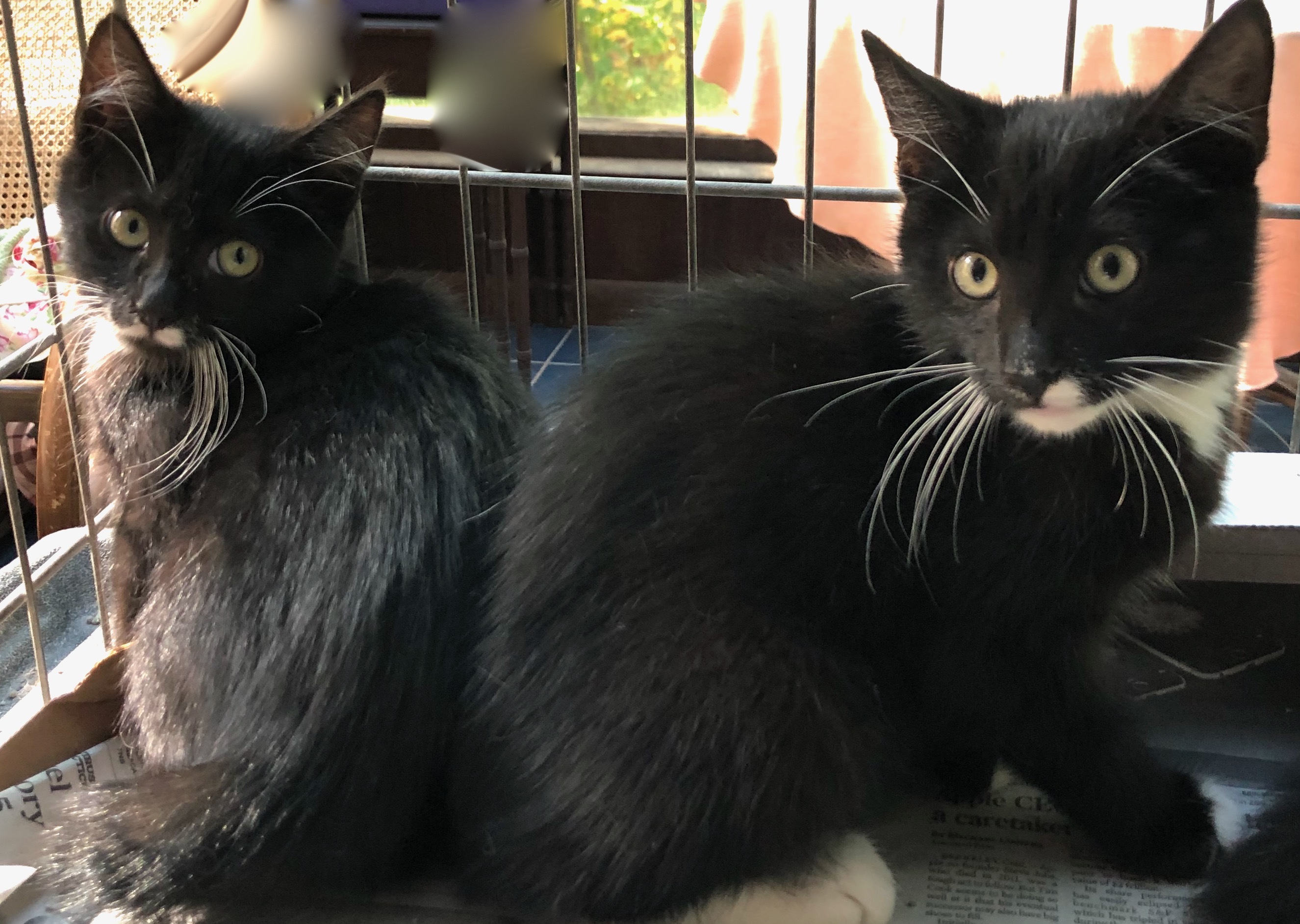 Black & white 12 week old kitten (Pls call to qualify), an adoptable Domestic Short Hair in Durham, CT, 06422 | Photo Image 6