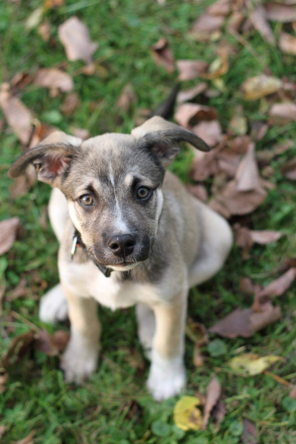 Dog For Adoption Gourdy The Fall Litter A Norwegian Elkhound Border Collie Mix In Powell Oh Petfinder
