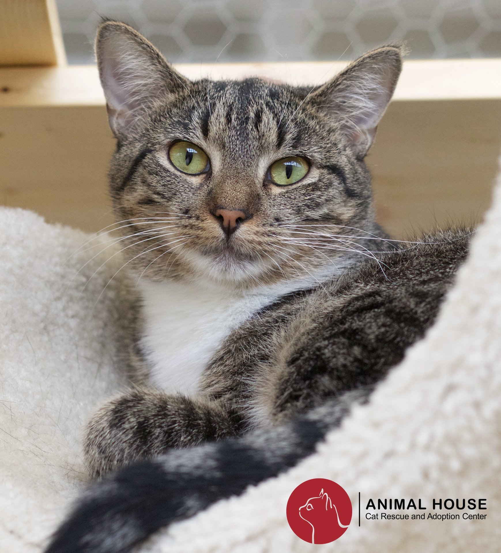 Cat for adoption a Domestic Short Hair in St. Louis, MO