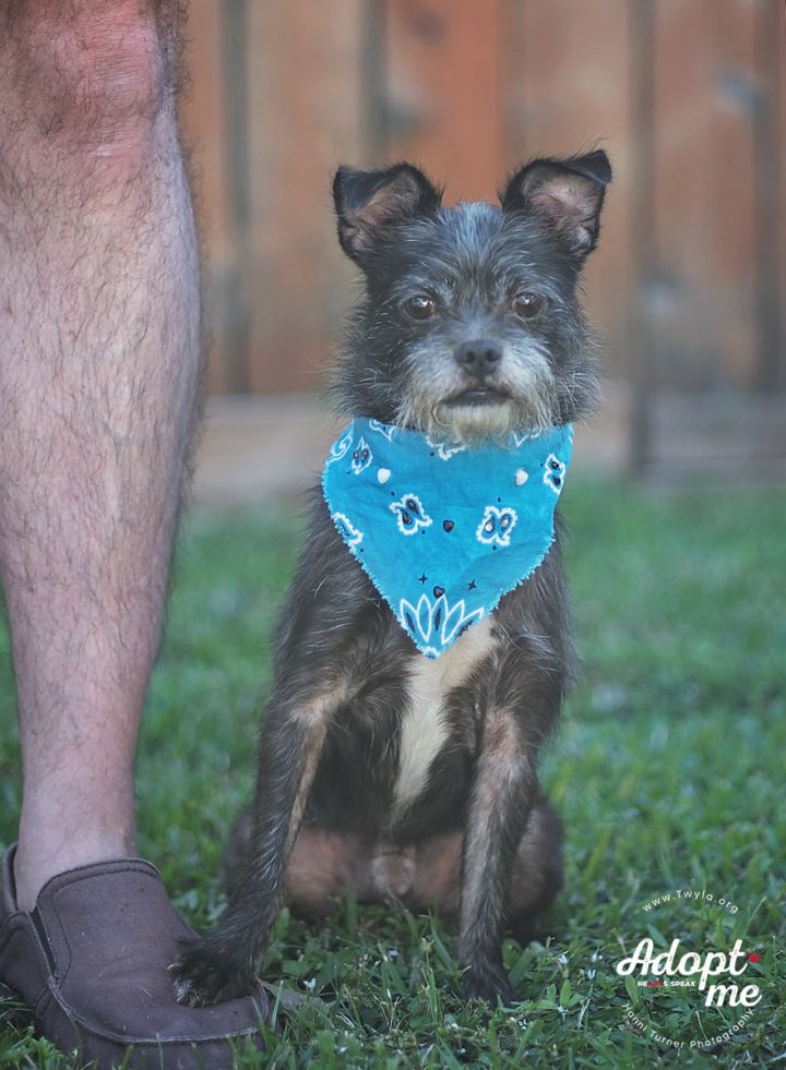 Gizmo, an adopted Schnauzer in Kingwood, TX_image-3