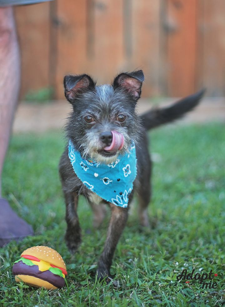 Gizmo, an adopted Schnauzer in Kingwood, TX_image-5