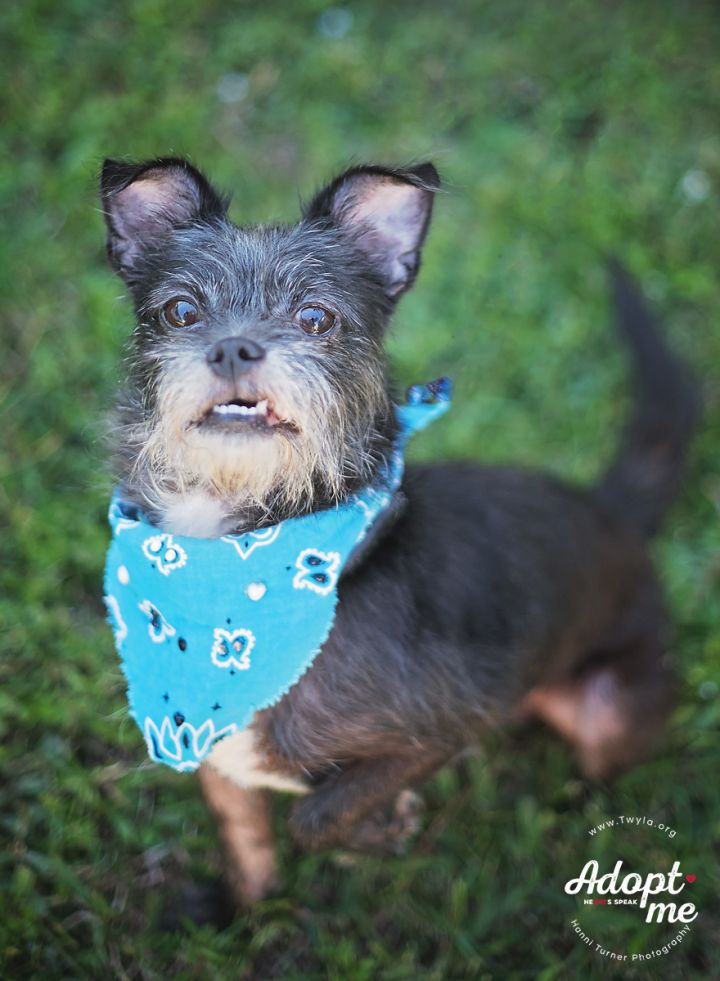 Gizmo, an adopted Schnauzer in Kingwood, TX_image-6