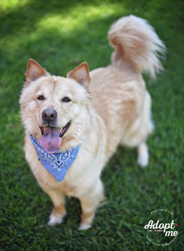 Dog For Adoption Stallone A Golden Retriever Chow Chow Mix In Kingwood Tx Petfinder