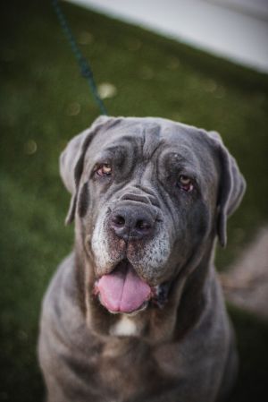 Mastino rescue 2024