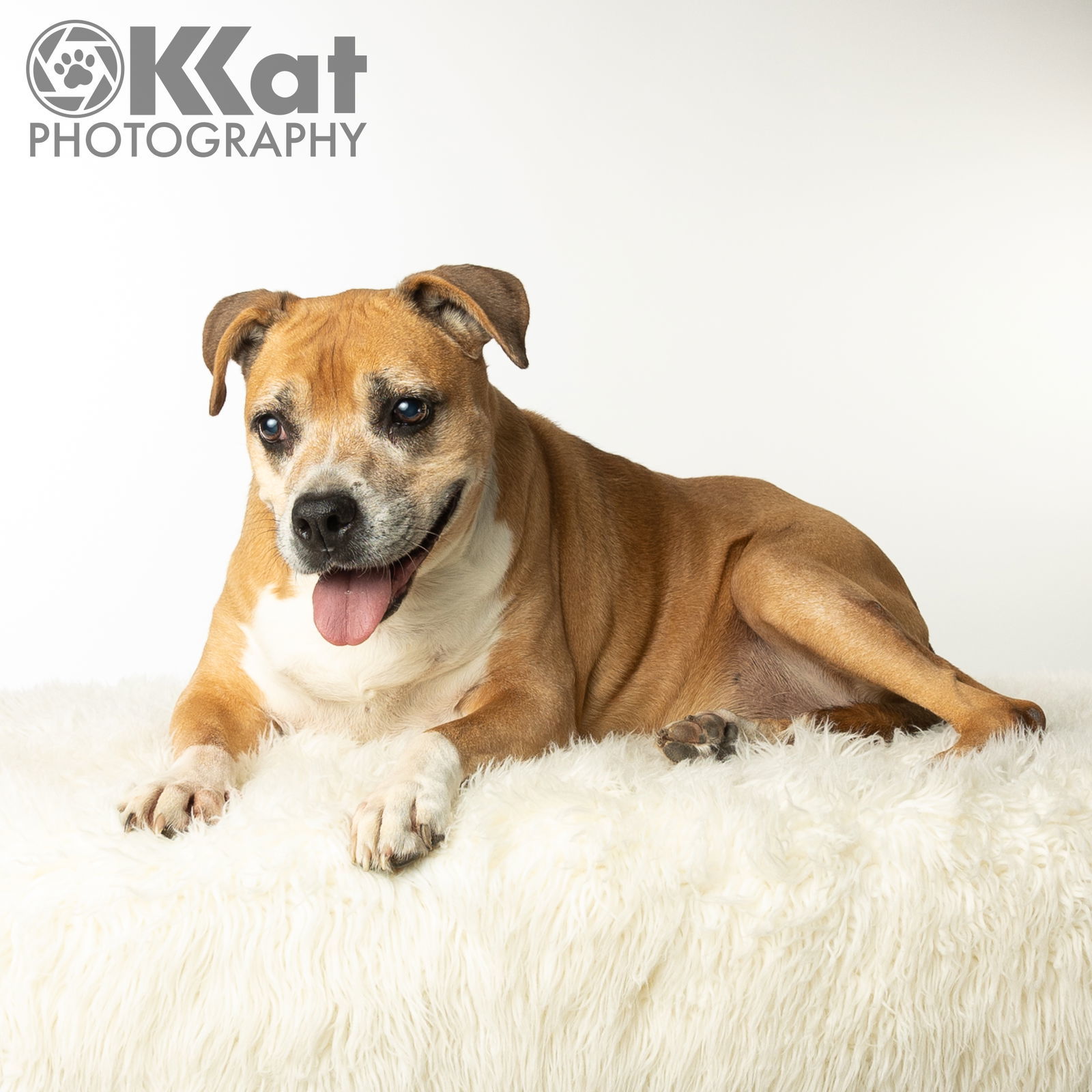 Daisy, an adoptable Boxer in Crescent, OK, 73028 | Photo Image 1