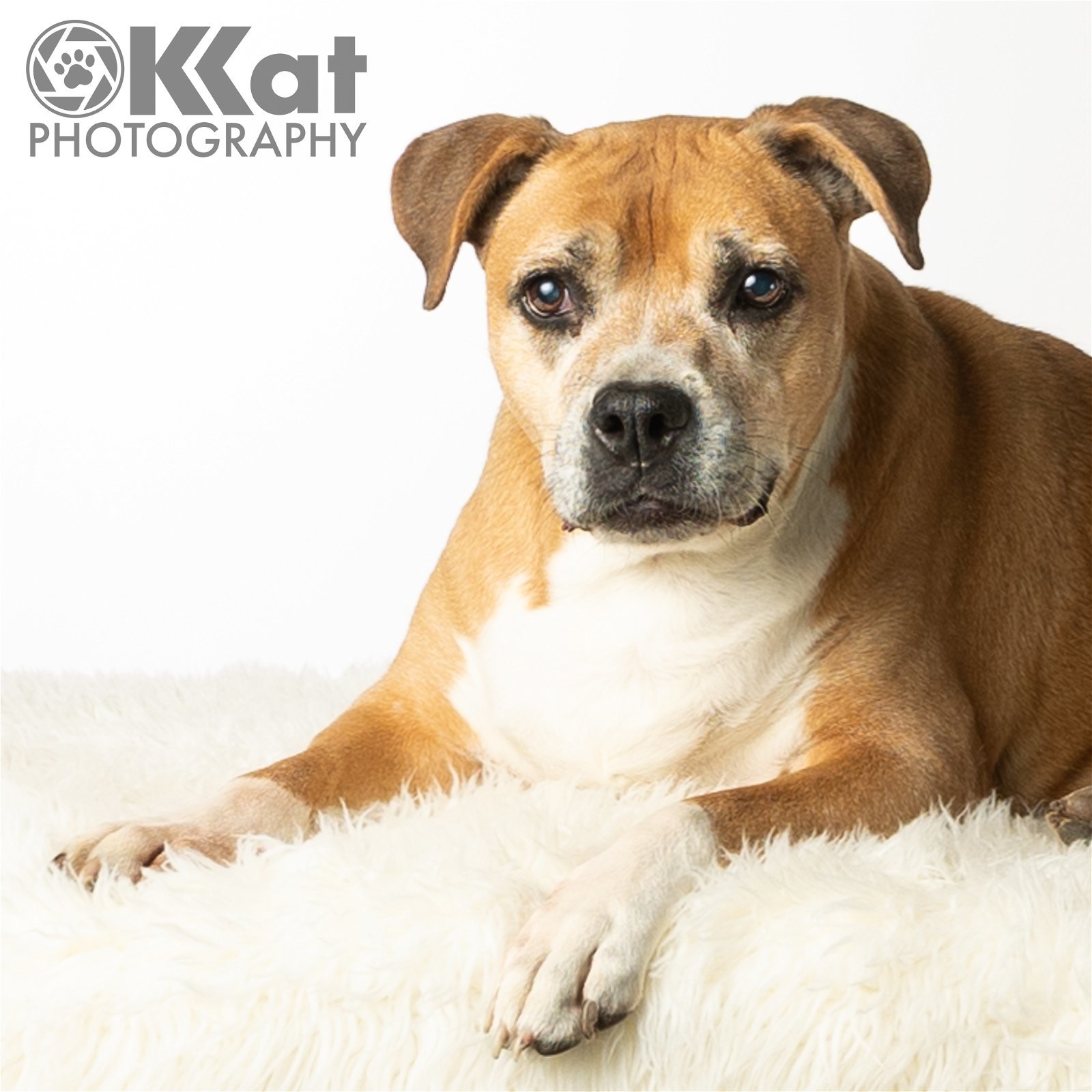 Daisy, an adoptable Boxer in Crescent, OK, 73028 | Photo Image 2