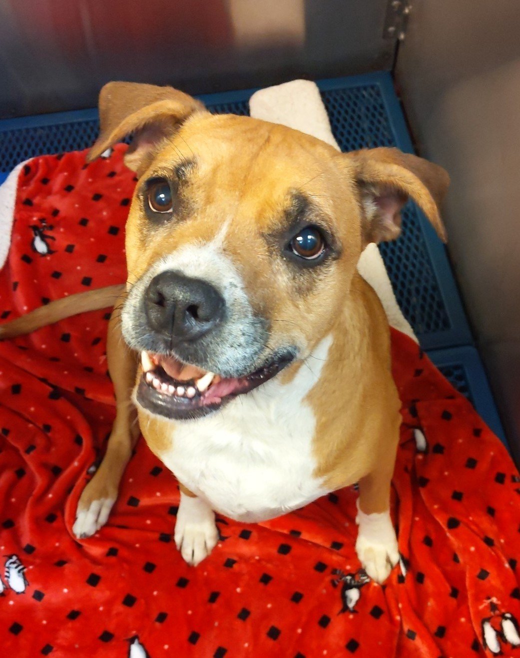 Daisy, an adoptable Boxer in Crescent, OK, 73028 | Photo Image 3