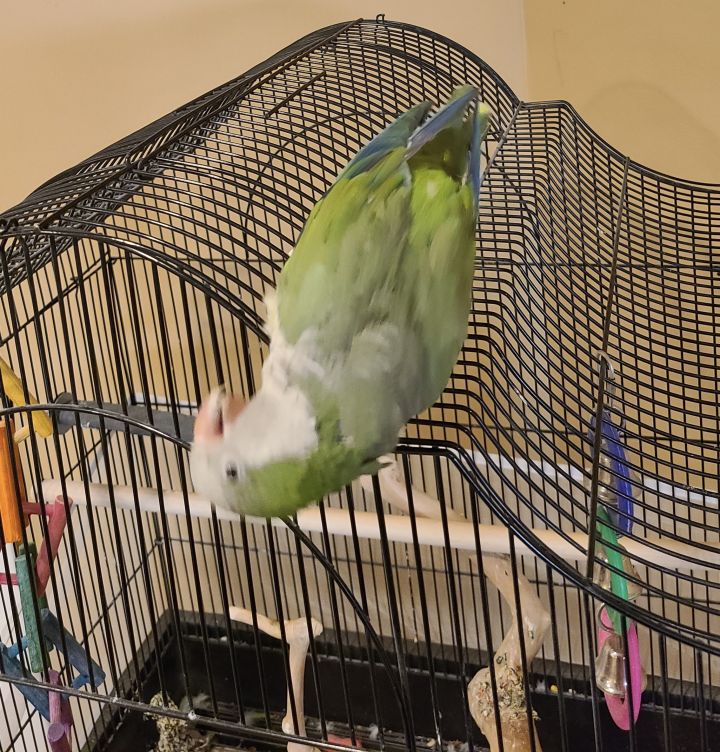 Squawk, an adopted Quaker Parakeet in North Babylon, NY_image-2