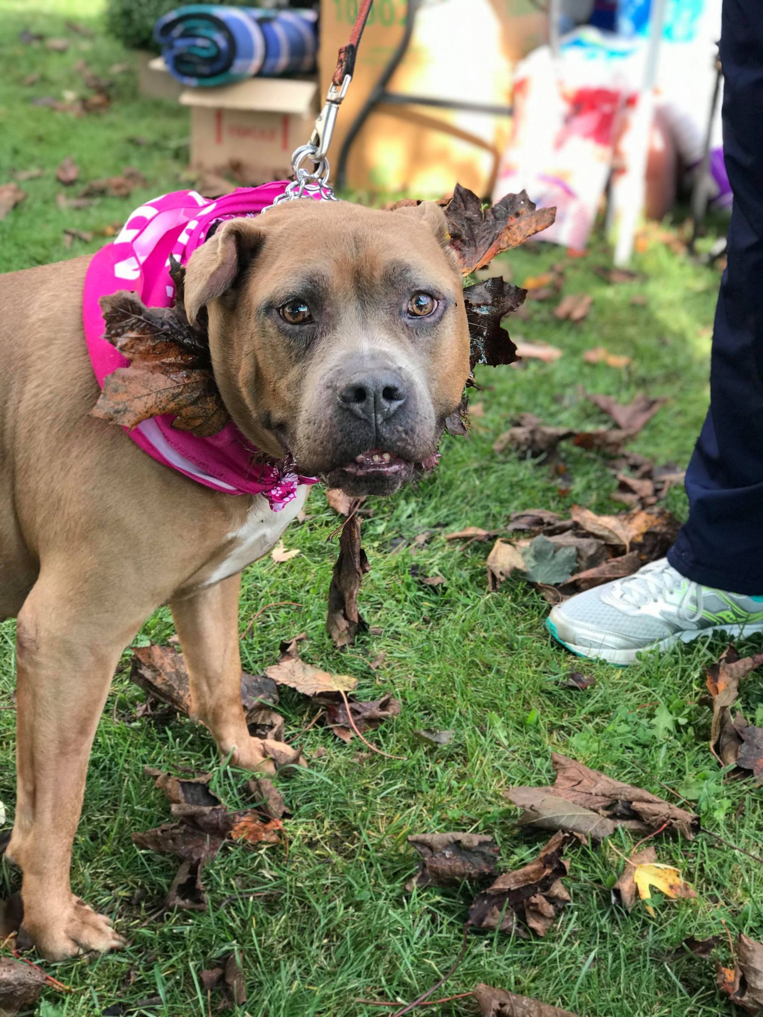 Flora, an adoptable American Staffordshire Terrier in Buffalo, NY, 14203 | Photo Image 2