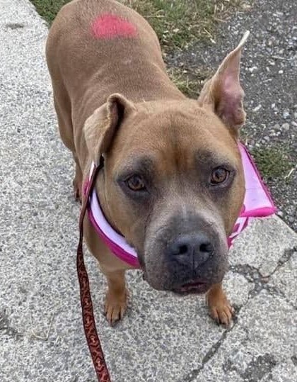 Flora, an adoptable American Staffordshire Terrier in Buffalo, NY, 14203 | Photo Image 3