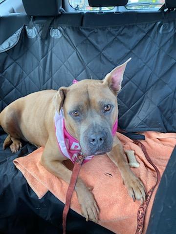 Flora, an adoptable American Staffordshire Terrier in Buffalo, NY, 14203 | Photo Image 5