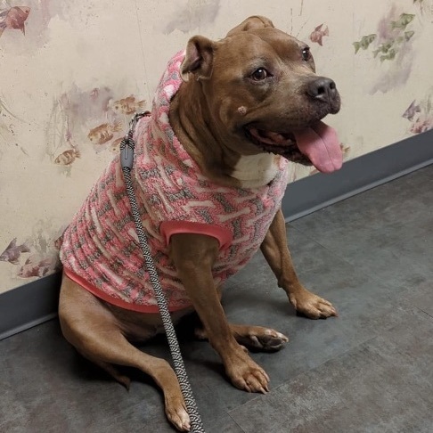 Flora, an adoptable American Staffordshire Terrier in Buffalo, NY, 14203 | Photo Image 1