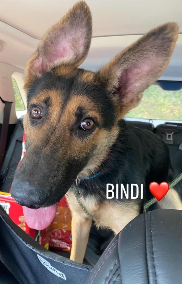 Bindi, an adoptable German Shepherd Dog Mix in University Place, WA