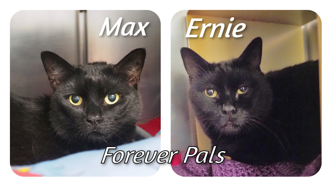Max_Ernie, an adoptable Extra-Toes Cat / Hemingway Polydactyl in Cape May Court House, NJ, 08210 | Photo Image 1