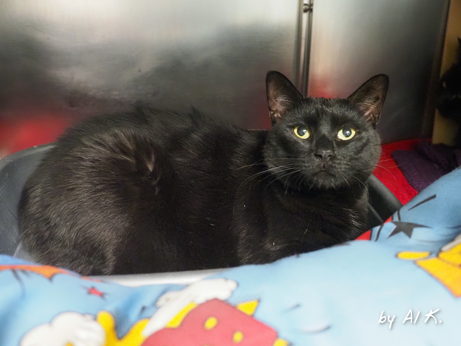 Max_Ernie, an adoptable Extra-Toes Cat / Hemingway Polydactyl in Cape May Court House, NJ, 08210 | Photo Image 2