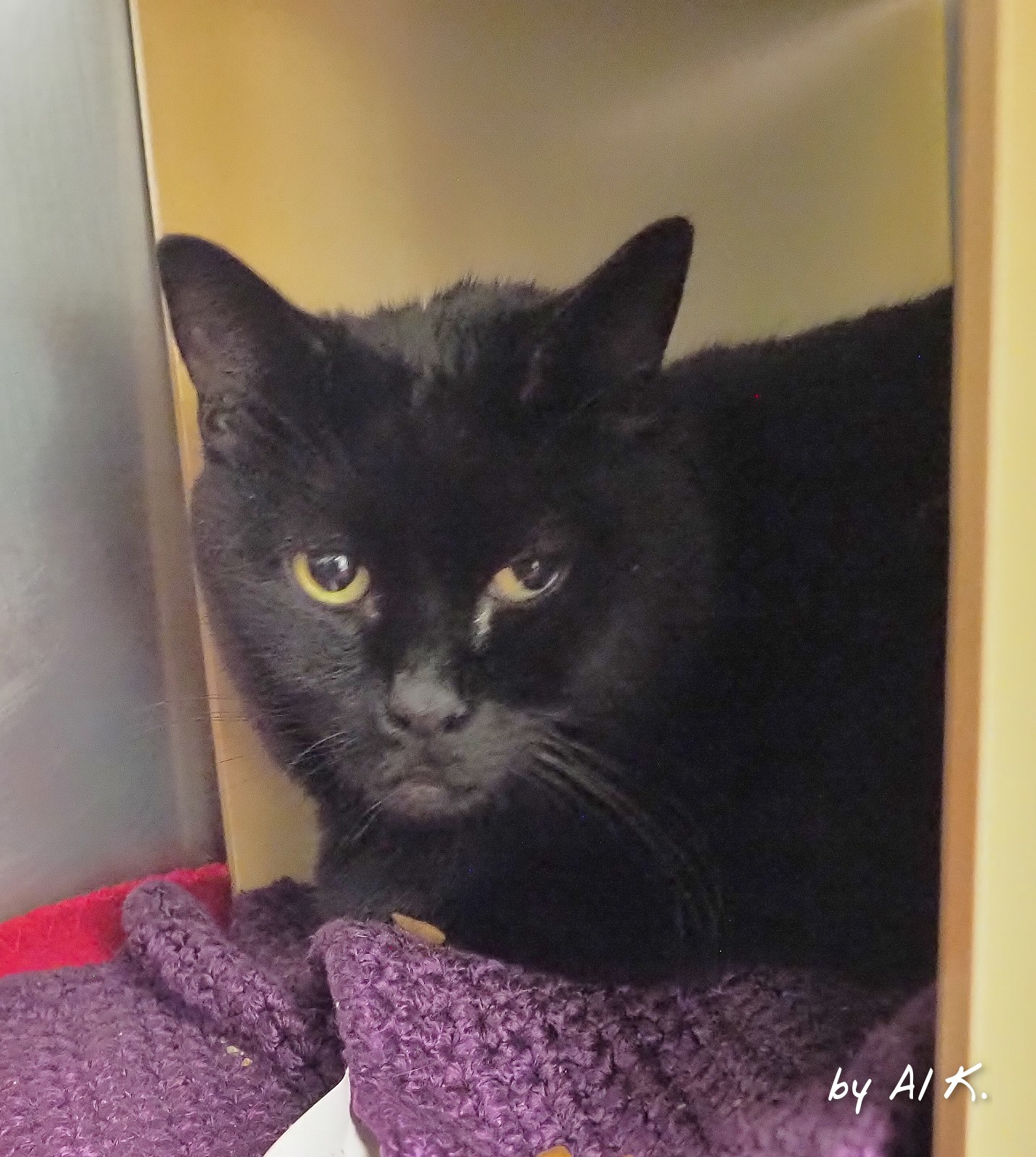 Max_Ernie, an adoptable Extra-Toes Cat / Hemingway Polydactyl in Cape May Court House, NJ, 08210 | Photo Image 3