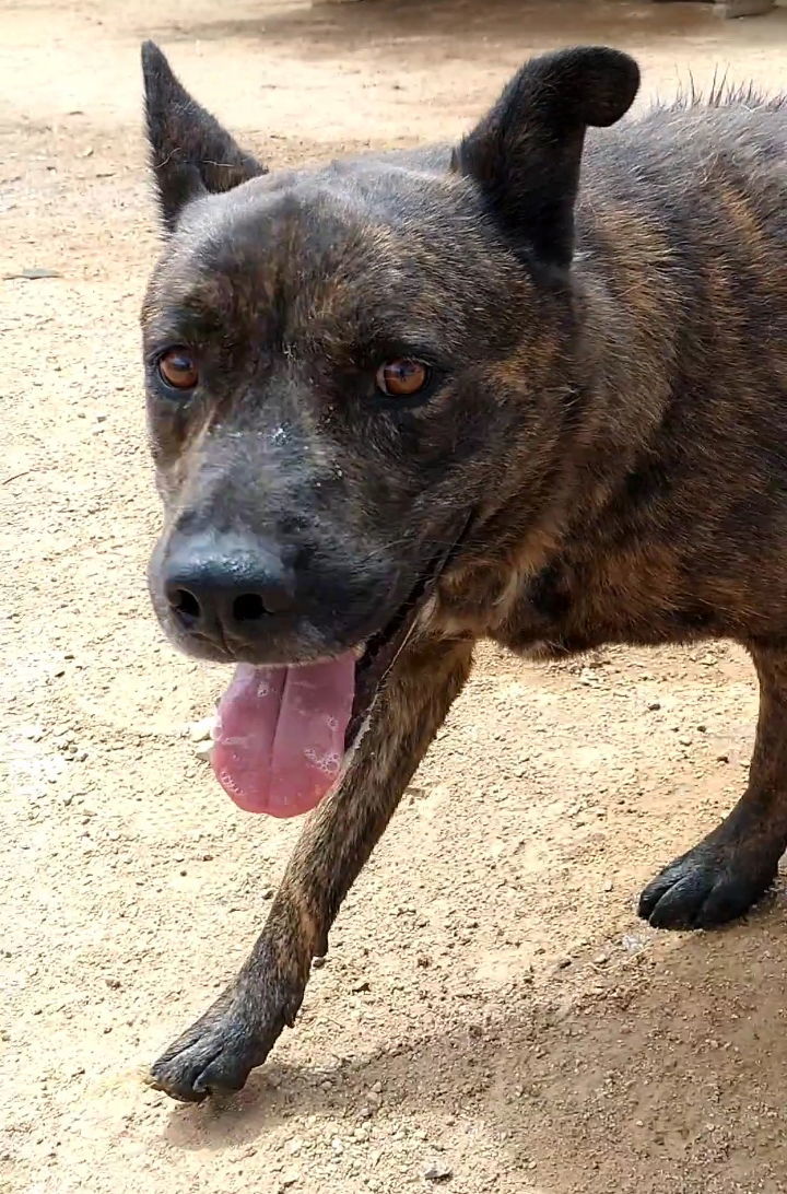 Reddy, an adoptable Dutch Shepherd in Apple Valley, CA, 92307 | Photo Image 1