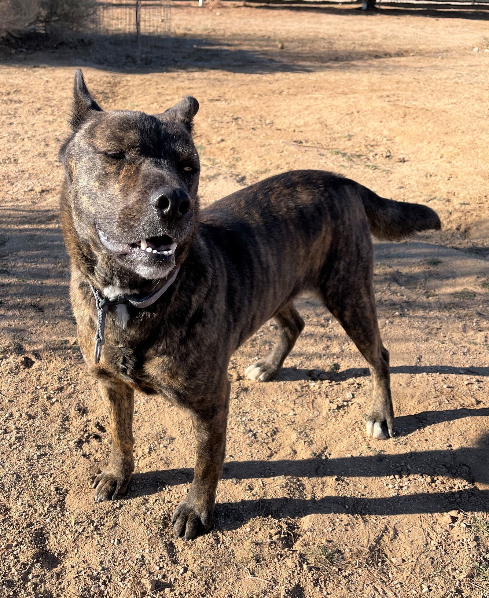 Reddy, an adoptable Dutch Shepherd in Apple Valley, CA, 92307 | Photo Image 3