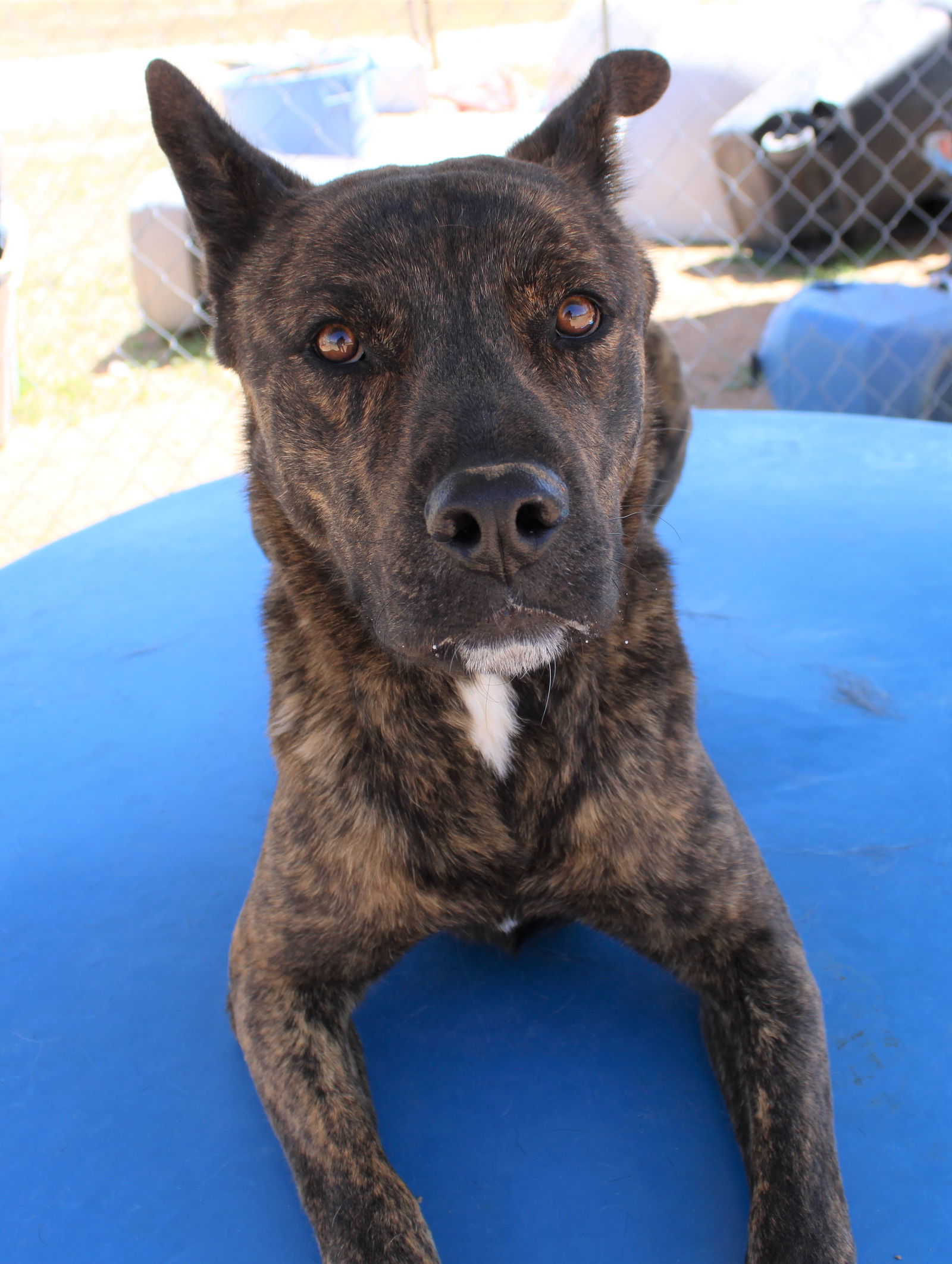 Reddy-IN FOSTER HOME, an adoptable Dutch Shepherd in Apple Valley, CA, 92307 | Photo Image 3