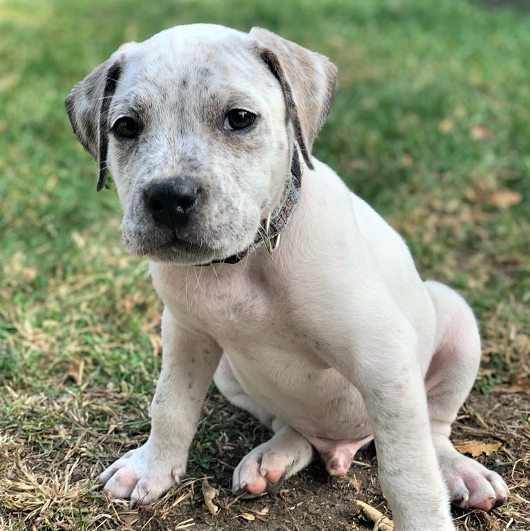 Winston, an adoptable American Staffordshire Terrier in Itasca, IL, 60143 | Photo Image 6