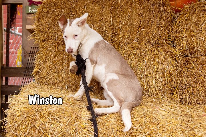 Winston 5