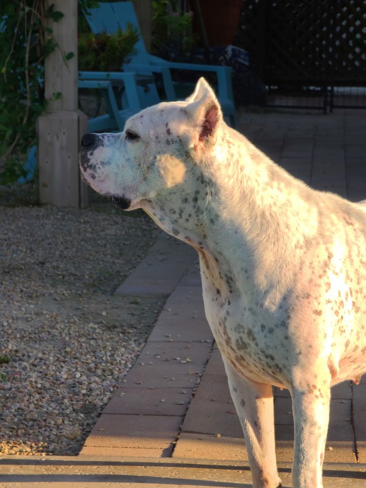 Dog For Adoption Mia Mi Amor Oc An American Bulldog In San Clemente Ca Petfinder