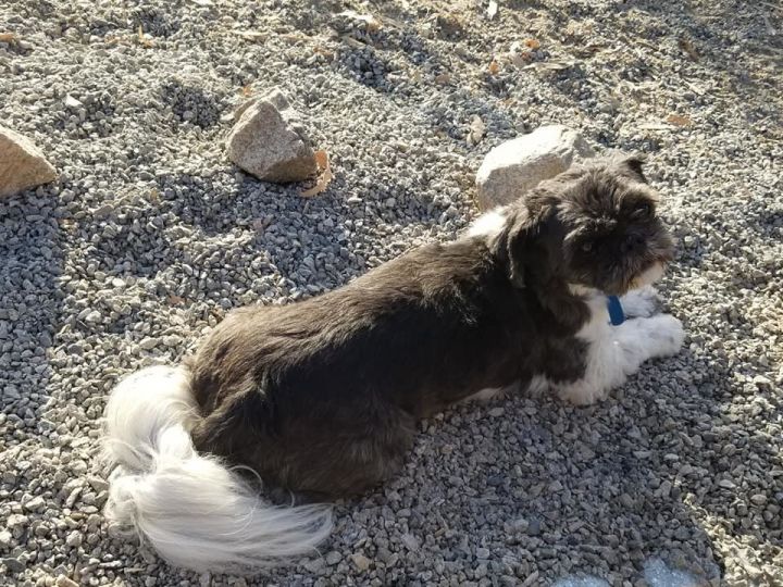 Dog for adoption - Preston - PS, a Shih Tzu Mix in Palm ...