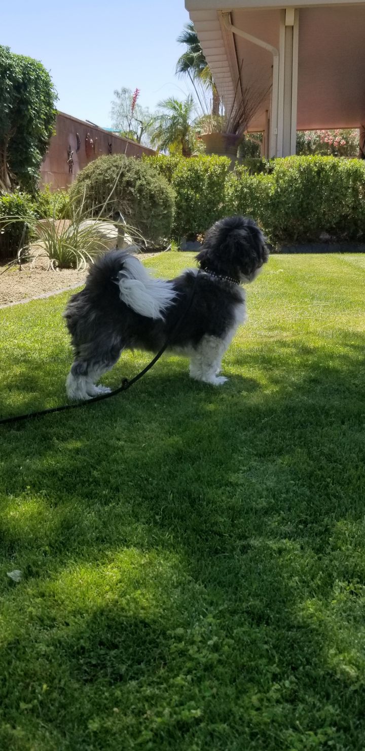 Dog for adoption - Preston - PS, a Shih Tzu Mix in Palm ...