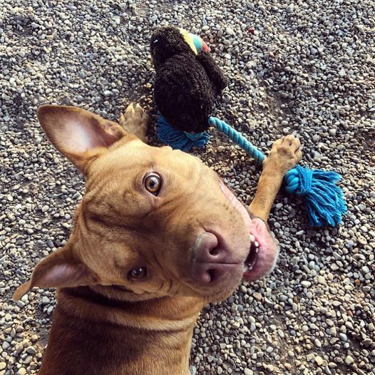 Ginger Bee, an adopted Pit Bull Terrier & Shar-Pei Mix in Cincinnati, OH_image-1