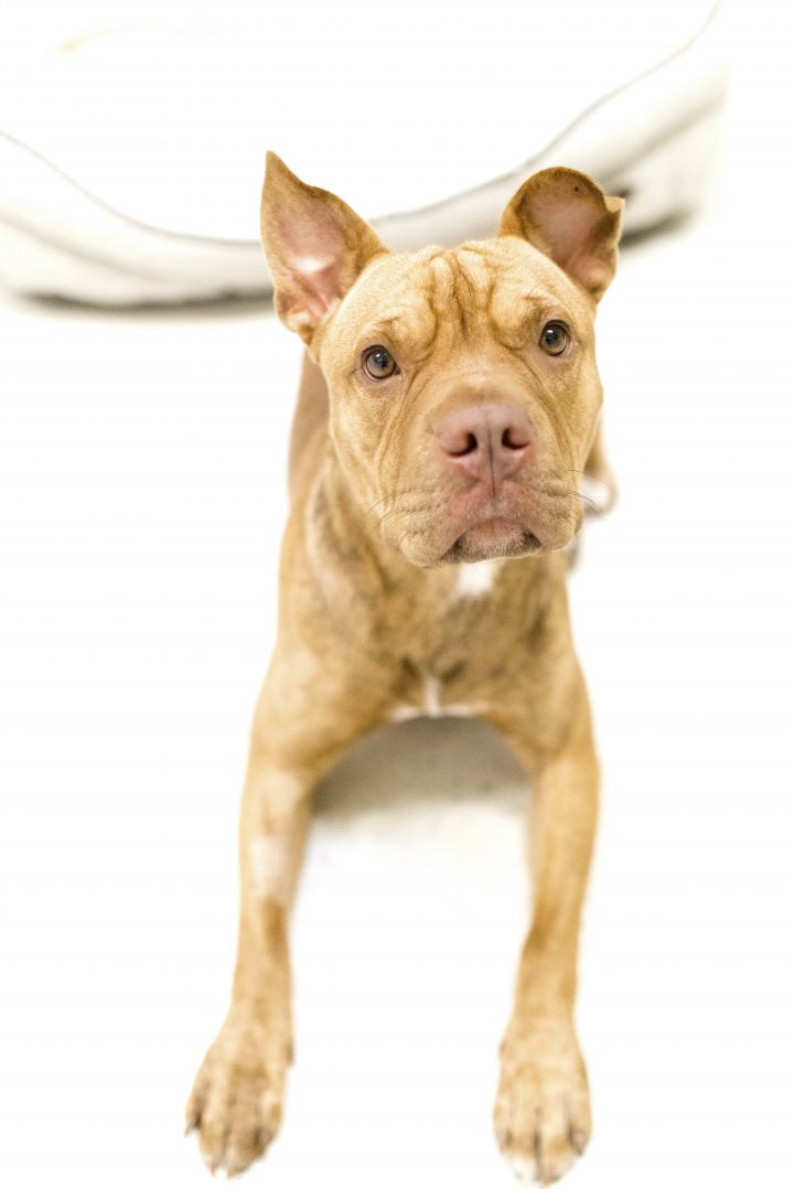 Ginger Bee, an adopted Pit Bull Terrier & Shar-Pei Mix in Cincinnati, OH_image-6