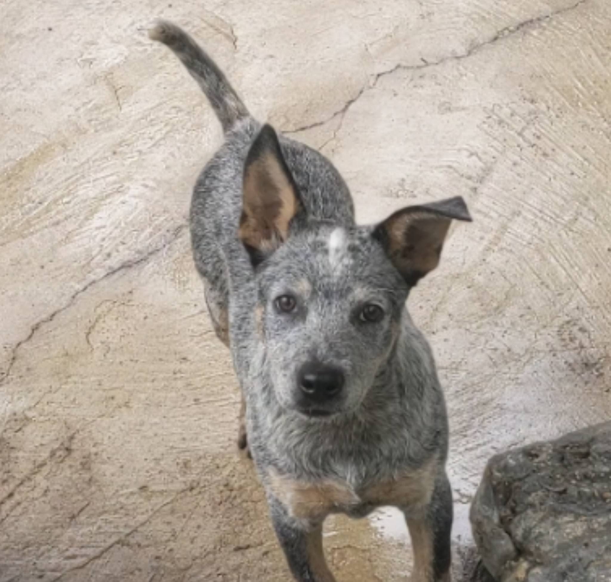 trained cattle dogs for sale near me