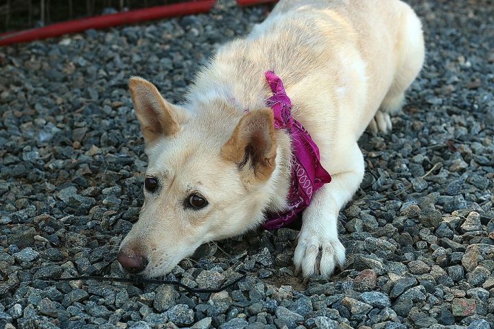 Gidget, an adoptable German Shepherd Dog & Chow Chow Mix in Marshallville, GA_image-1
