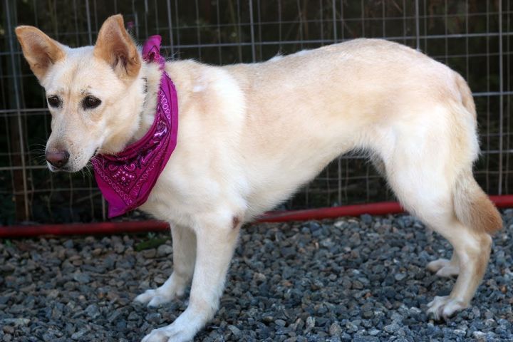 Gidget, an adoptable German Shepherd Dog & Chow Chow Mix in Marshallville, GA_image-6