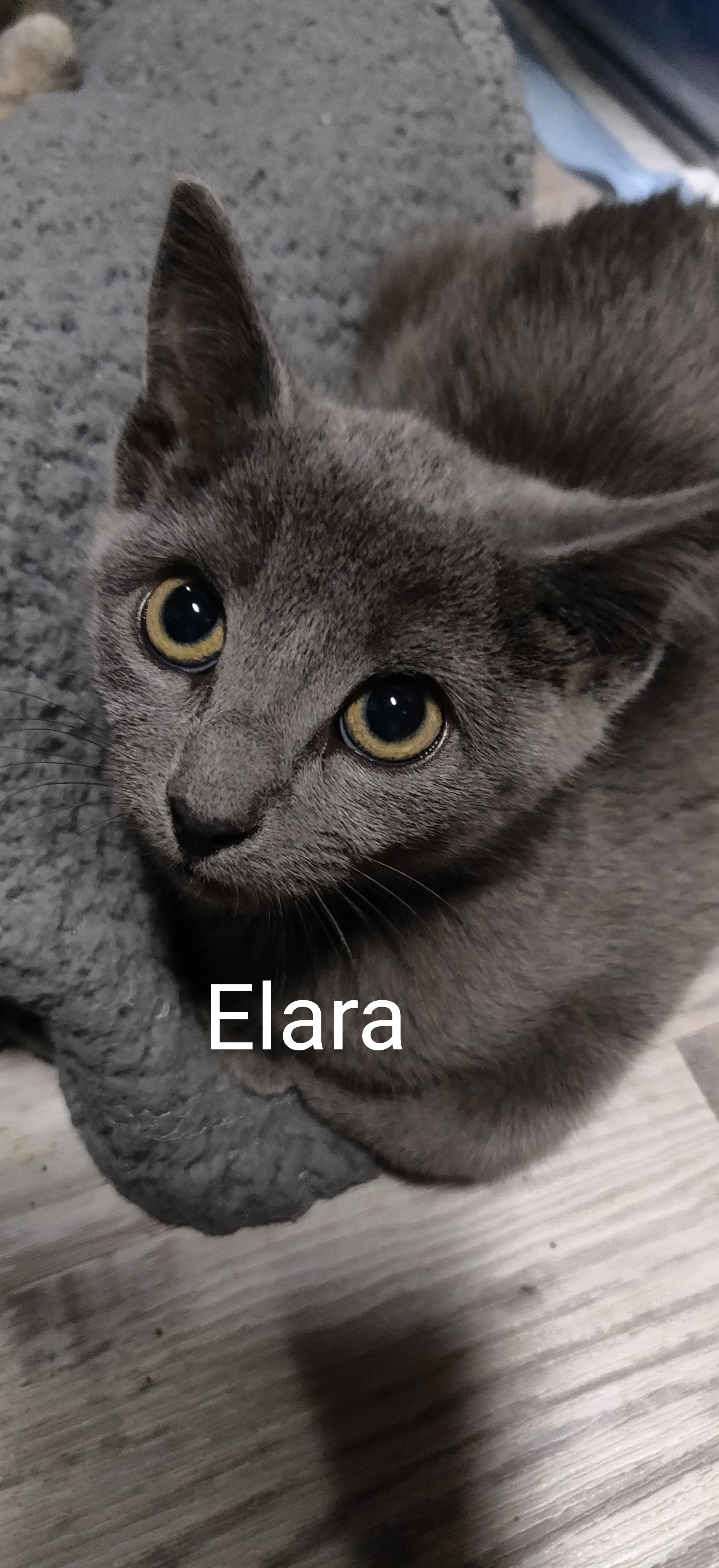 Elara Group Kittens detail page