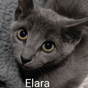Elara (Group kittens)