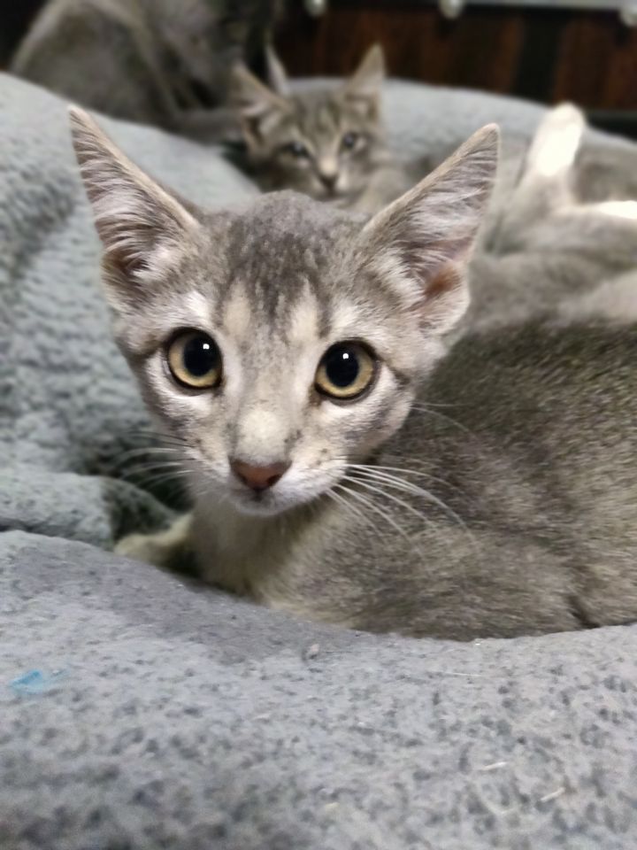 Ophelia (Group kittens) 3