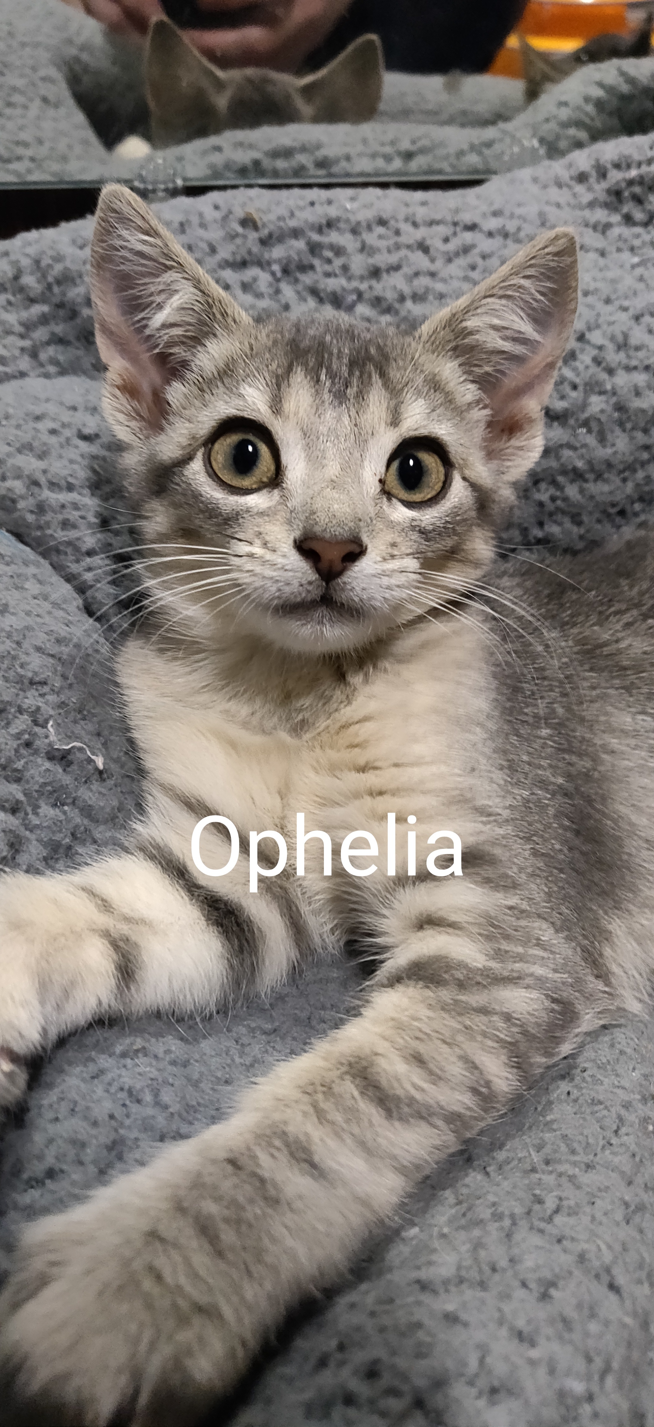 Ophelia Group Kittens detail page