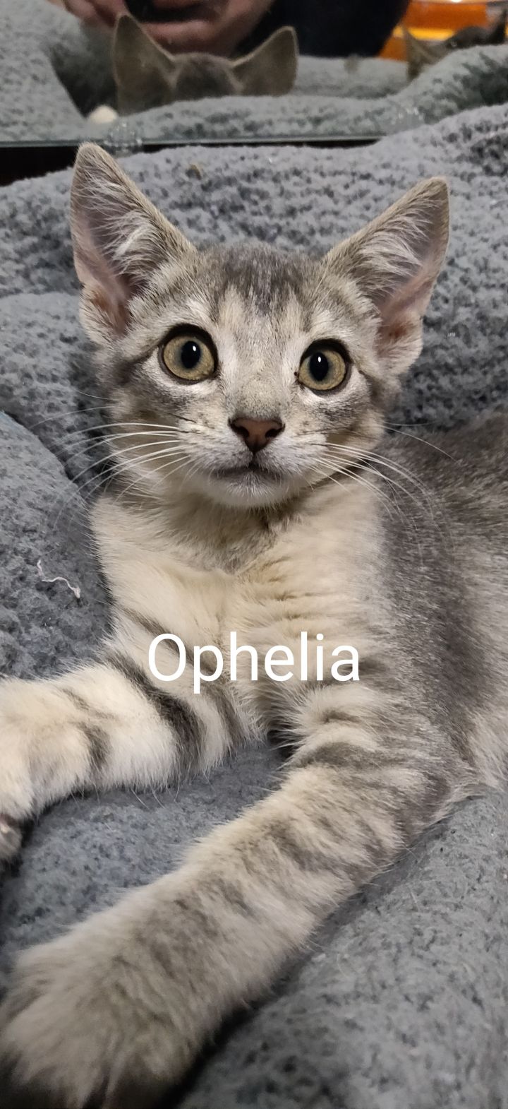 Ophelia (Group kittens) 1