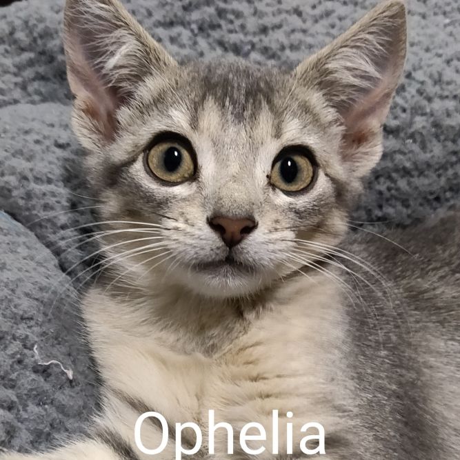 Ophelia (Group kittens)