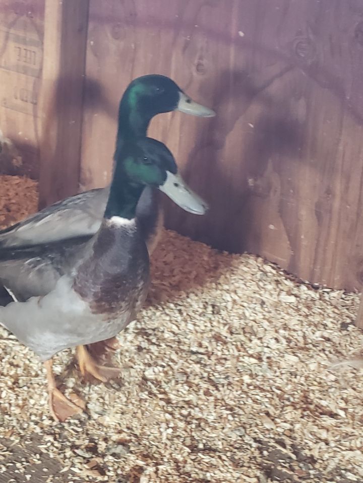 Shamrock & Barley, an adoptable Duck in Jacksonville, OR_image-2