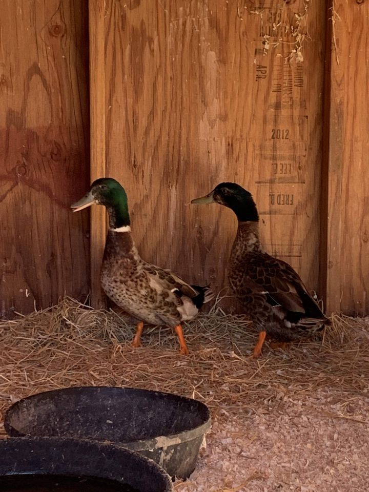 Shamrock & Barley, an adoptable Duck in Jacksonville, OR_image-1