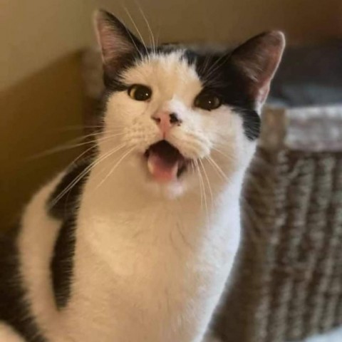 Mikey 2, an adoptable Domestic Short Hair in Winchester, VA, 22602 | Photo Image 1